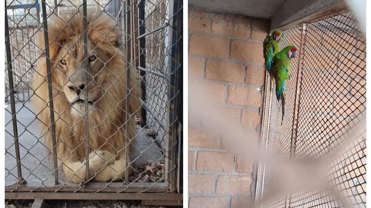 Hallan 2 leones y 2 guacamayas en finca de Guanajuato; los aseguró Profepa