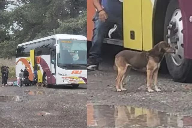 Perrito se vuelve pasajero habitual en rutas de Tlachichuca